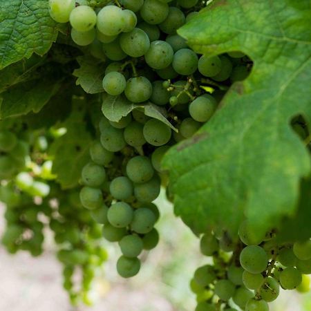 Clos De La Barbanne 몽타뉴 외부 사진
